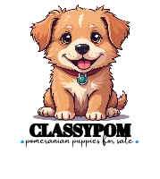 Classy Pomeranian Puppy Home